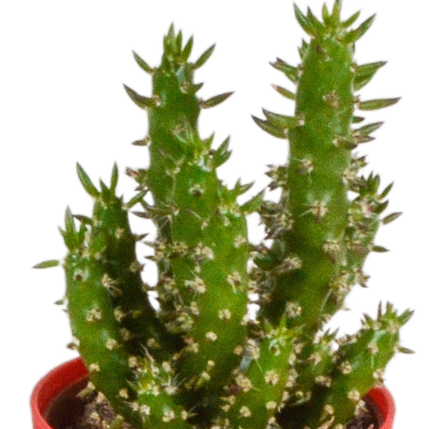 Kakteenmischung 5,5 cm - 5x - in gekleurde plasticpot