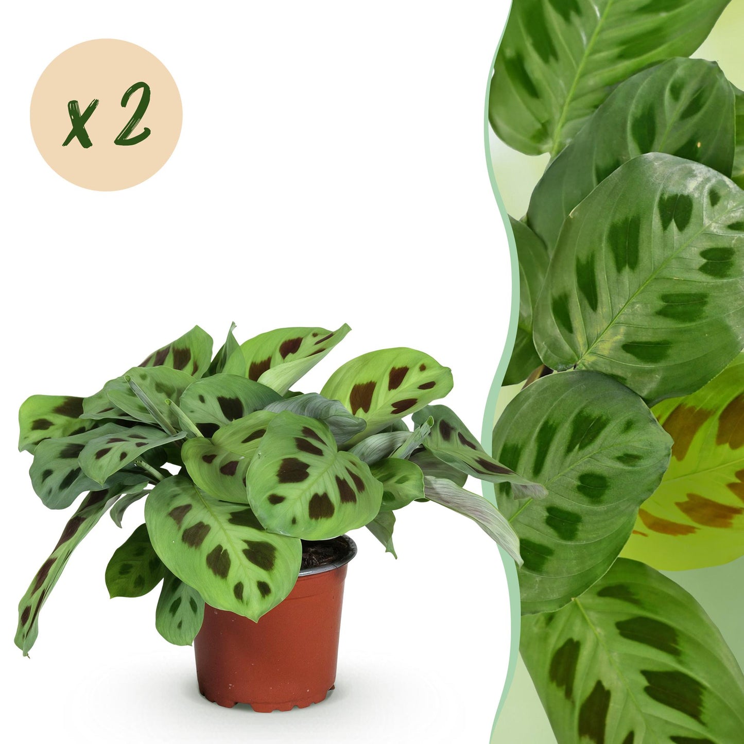 Green boutiQ - Zimmerpflanze - Maranta Fascinator Kerchoveana - Gebetspflanze - Haustierfreundlich - Grün - 2 Pflanzen - Topf 12cm - Höhe 30-35cm