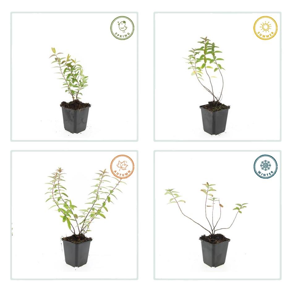 60x Hypericum 'Hidcote' - ↕10-25cm - Ø9cm