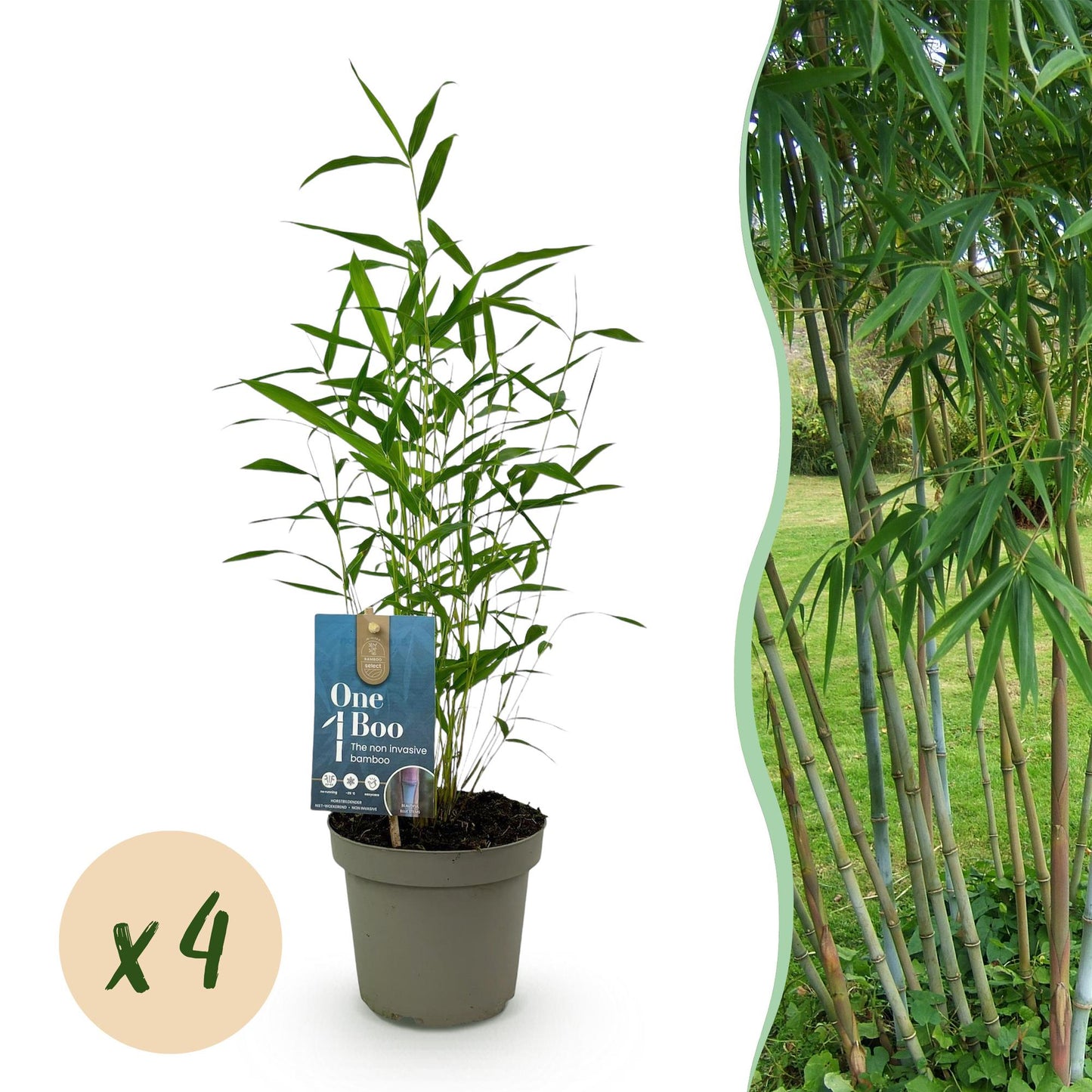 GreenboutiQ - Bambus - Fargesia Blue Dragon - Grün - 4 Pflanzen - Immergrün - Nicht Ausbreitend - Topf 14cm Höhe 35cm