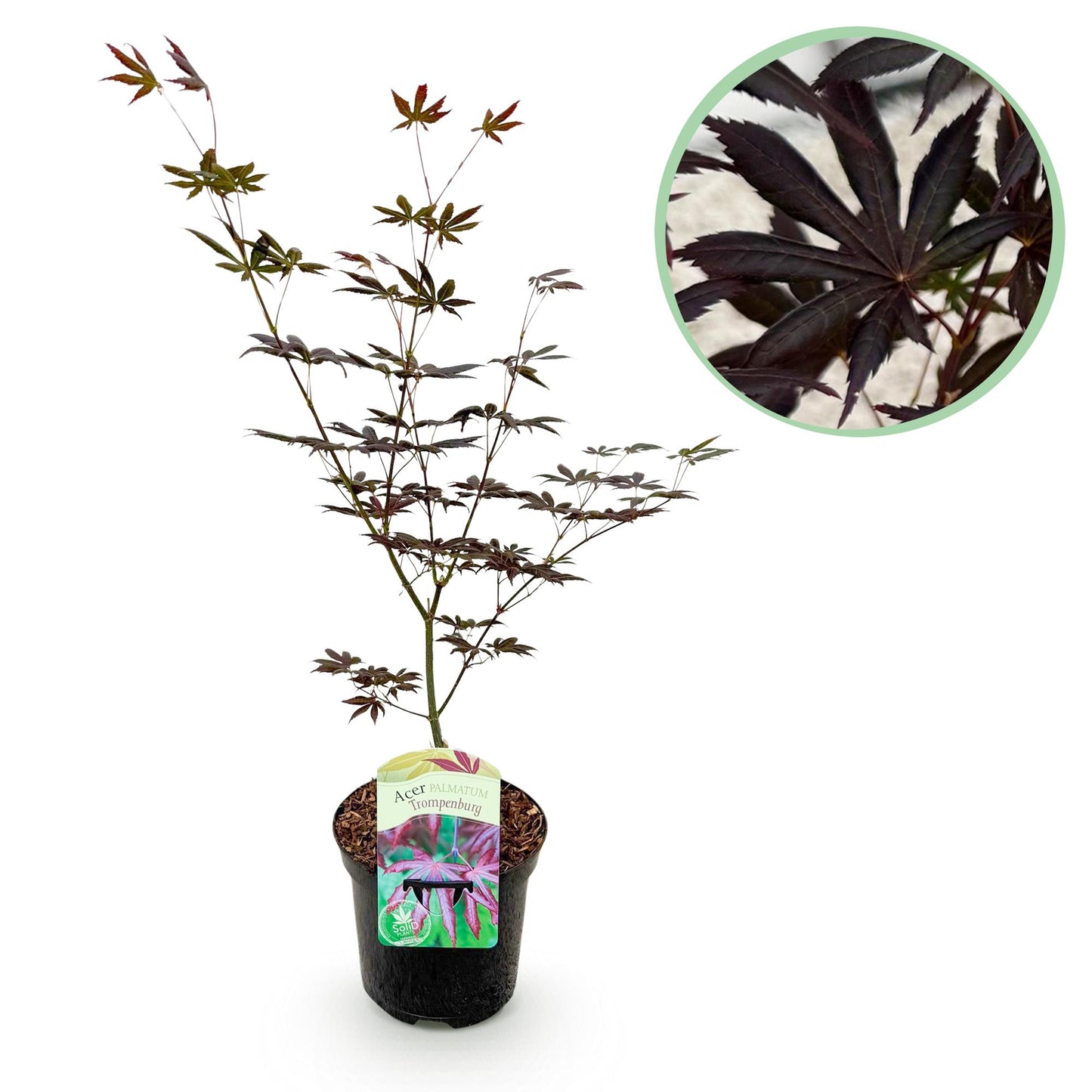 GreenboutiQ - Balkonpflanze - Japanischer Ahorn - Acer palmatum Trompenburg - Dunkel Lila - 1 Pflanze - Laubabwerfend - Topf 19cm Höhe 70cm