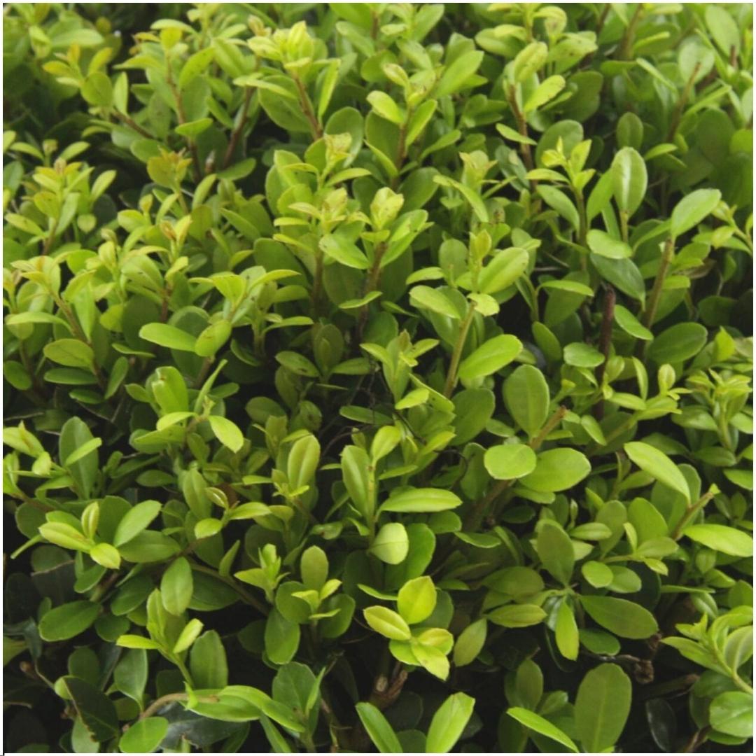 2 x 6 pack Ilex crenata 'Jenny' - Ø7 cm - ↕15 cm