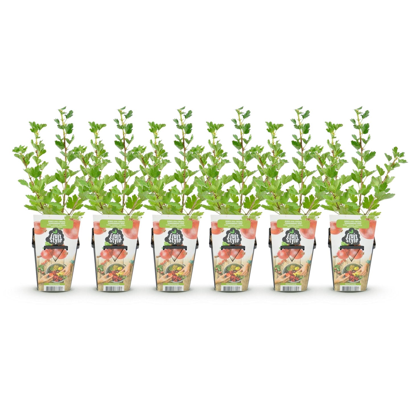 GreenboutiQ - Obstpflanzen - Jostabeere - Ribes uva-crispa Hinnonmaki Rod - Winterhart - 6 Pflanzen - Topf 9 cm - Rote Johannisbeere