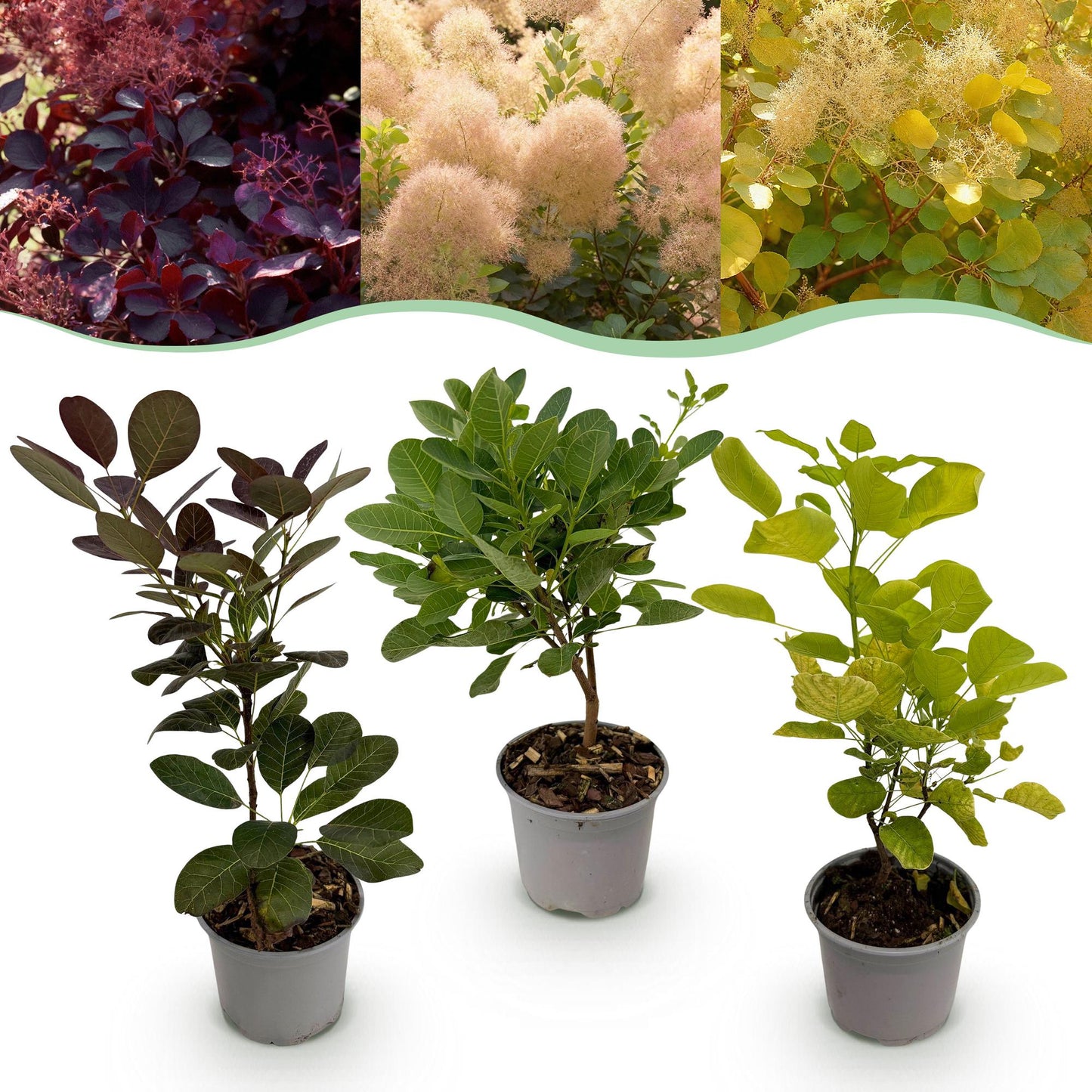 GreenboutiQ - Gartenpflanze - Cotinus coggyria Tricolour - Lila-Grün-Gelb - 3 Pflanzen - Laubabwerfend - Wenig Pflege - Topf 12cm Höhe 35cm