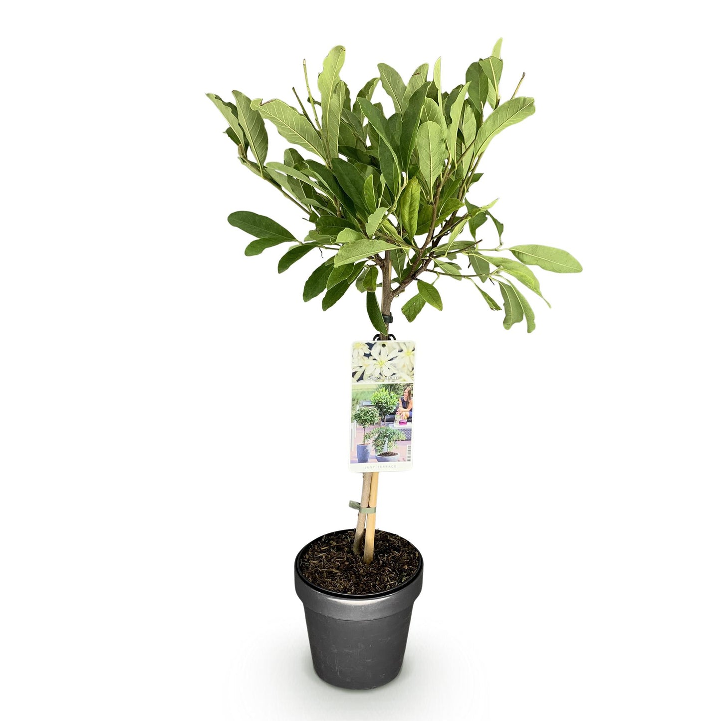 GreenboutiQ - Stamm Pflanze - Magnolia stellata - Terrassenpflanze - Laubabwerfend - Winterhart - Weiße Blüte - Topf 19cm Höhe 90cm