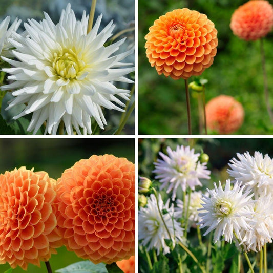 Flowerbulbs Amsterdam Dutch Dahlien Knollen Mix - 2 Stück, Mix Orange Pride dahlienknollen, Dahlien Playa Blanca & Dahlien Ralphie, Lebendige Farbpalette, inkl. Pflanzanleitung, Geschenk
