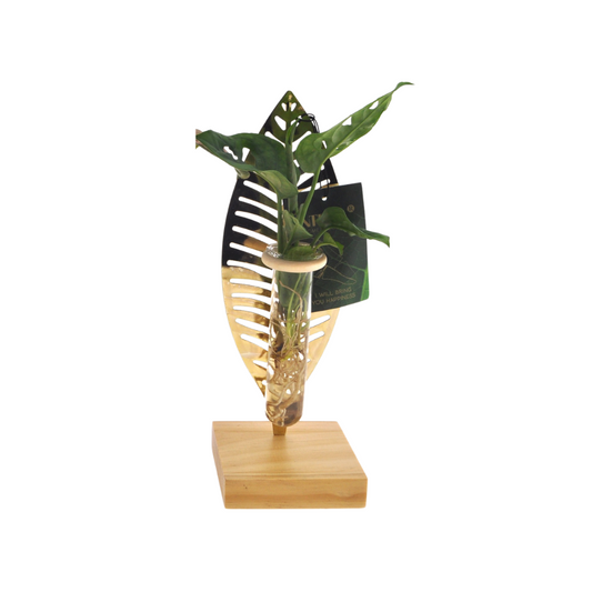 Kamerplanten Mix In Verona Glas - Ø7cm - ↕10cm - 1 Stück