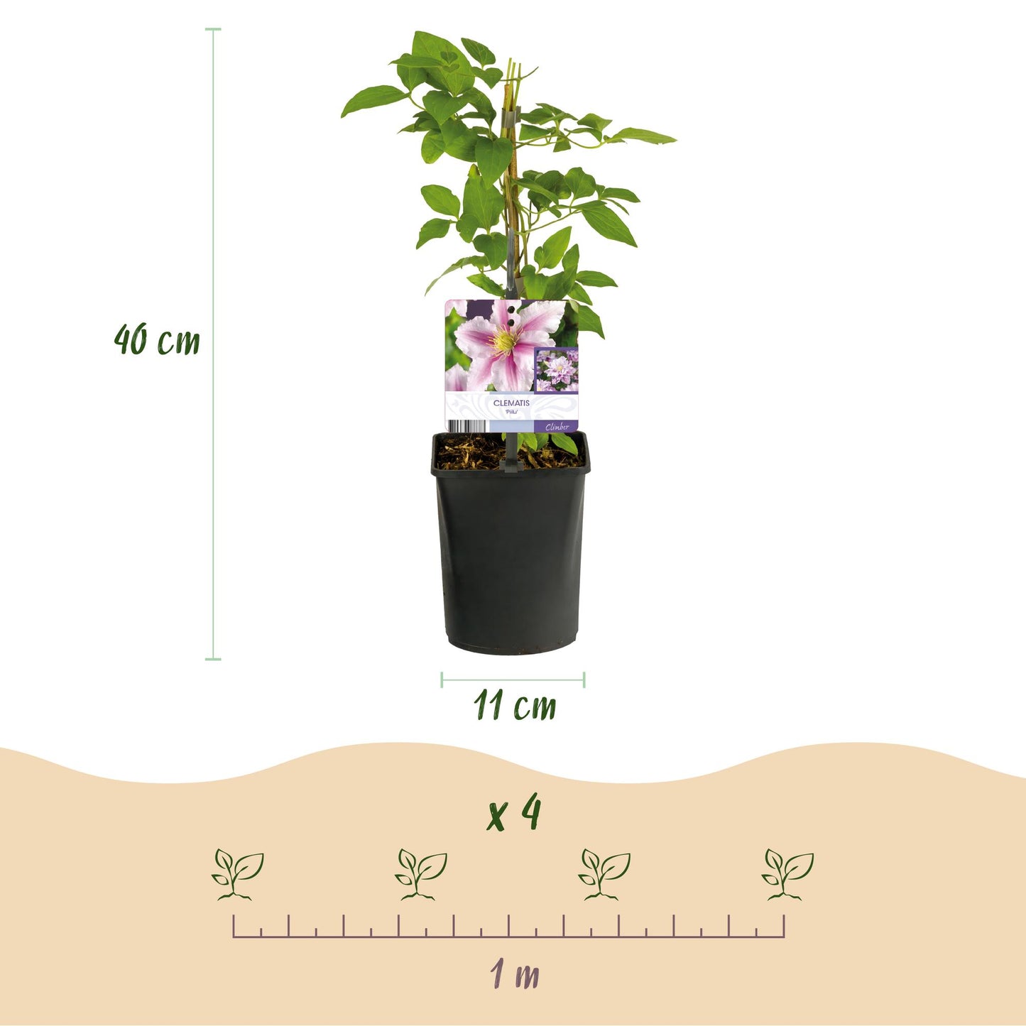 GreenboutiQ - Kletterpflanze - Clematis Piilu - Blüte Rosa - Wenig Pflege - 2 Pflanzen - Topf 11cm Höhe 40cm