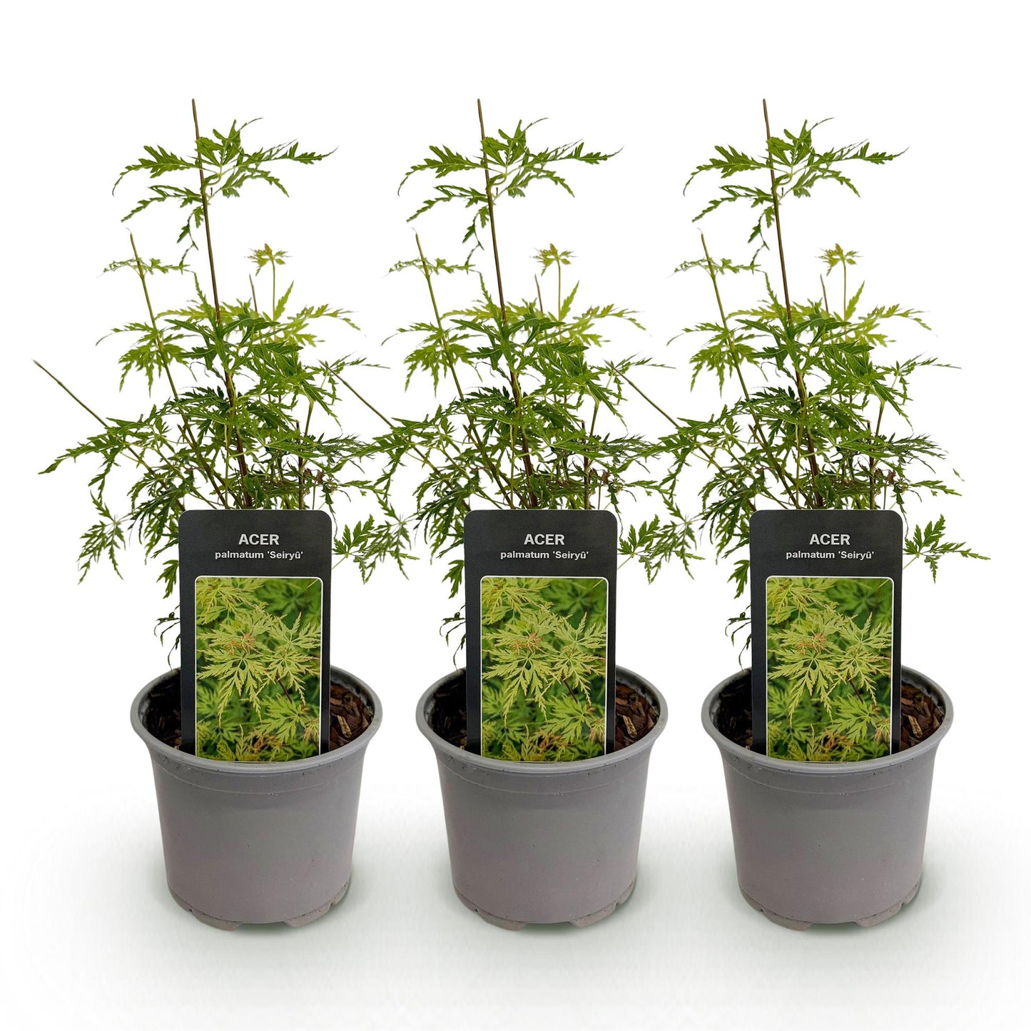 GreenboutiQ - Gartenpflanze - Acer palmatum Seiryu - Grün 3 Pflanzen - Laubabwerfend - Wenig Pflege - Topf 12cm Höhe 35cm