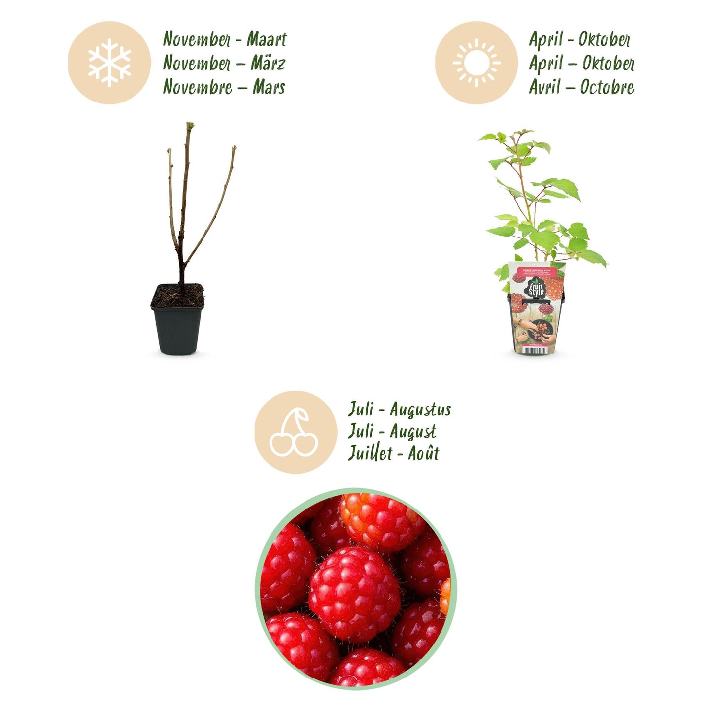 GreenboutiQ - Obstpflanzen - Japanische Weinbeere - Rubus Phoenicolasius - Winterhart - 6 Pflanzen - Topf 9 cm - Rote Beere