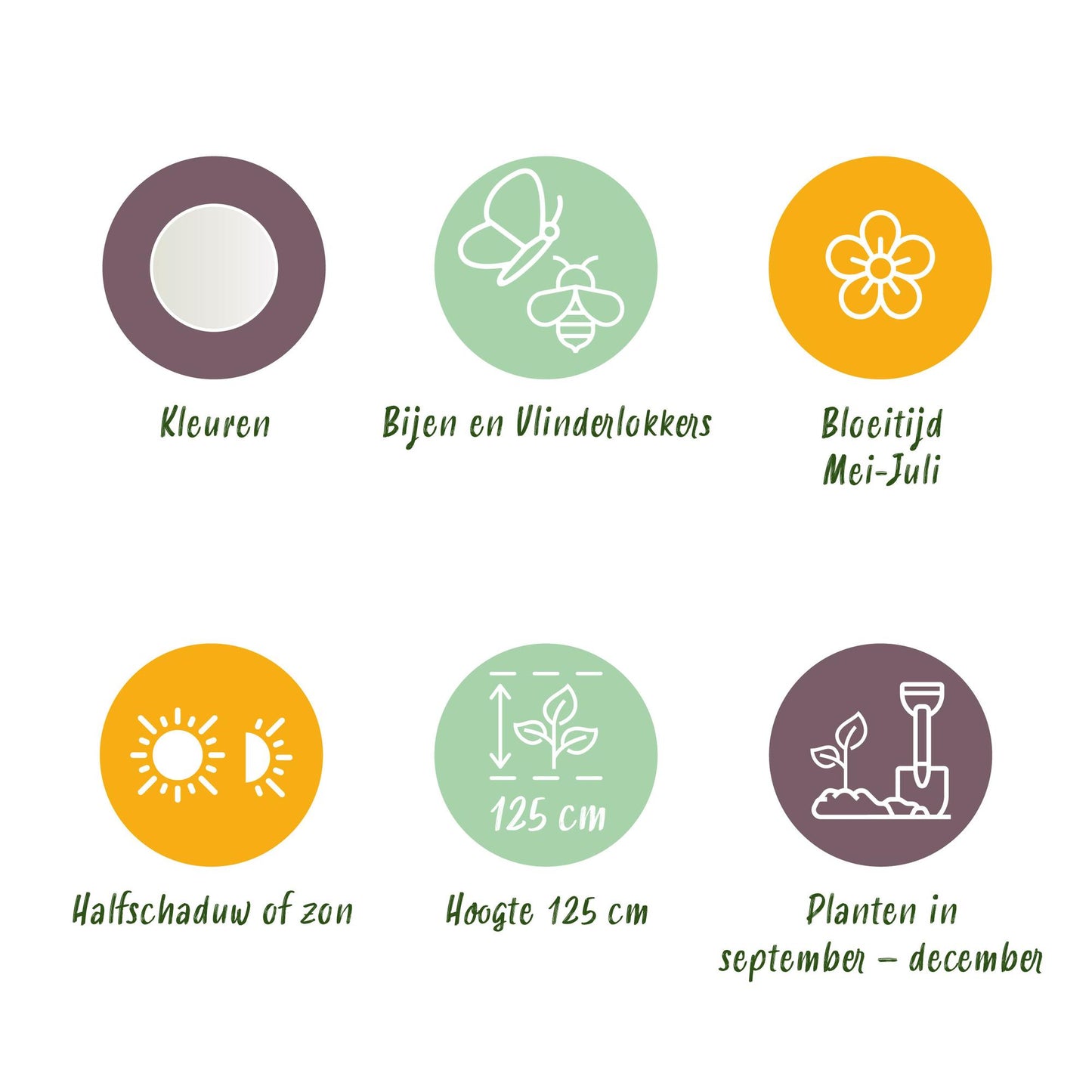 GreenboutiQ - Blumenzwiebeln - Allium Mount Everest - Bulbs Hardy Perennial - Farbe Weiß - 3 Stück - Zwiebelgröße 16/18 - XXL Pack