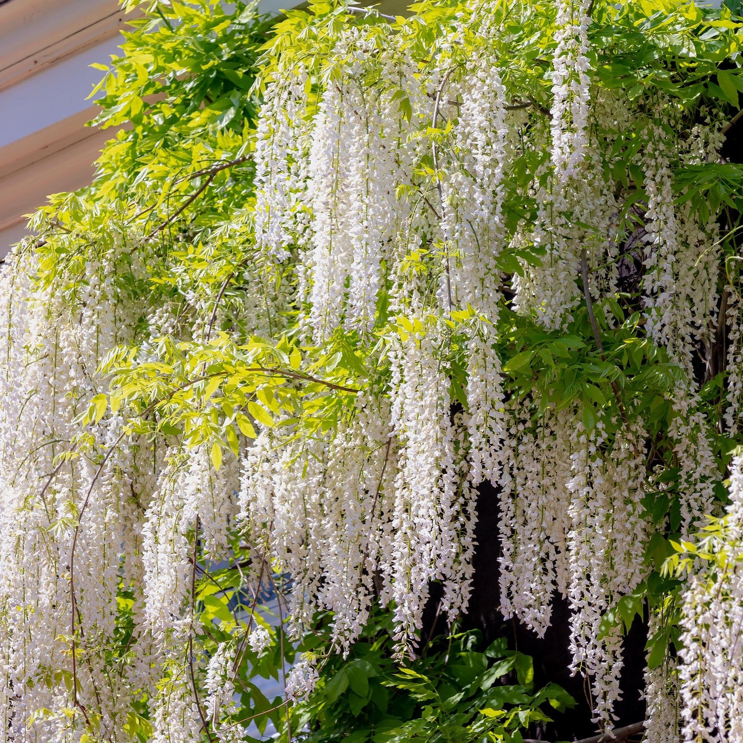 GreenboutiQ - Blauregen - Wisteria floribunda Alba - Blüte Weiß - 1 Pflanze - Topf 11cm Höhe 40cm