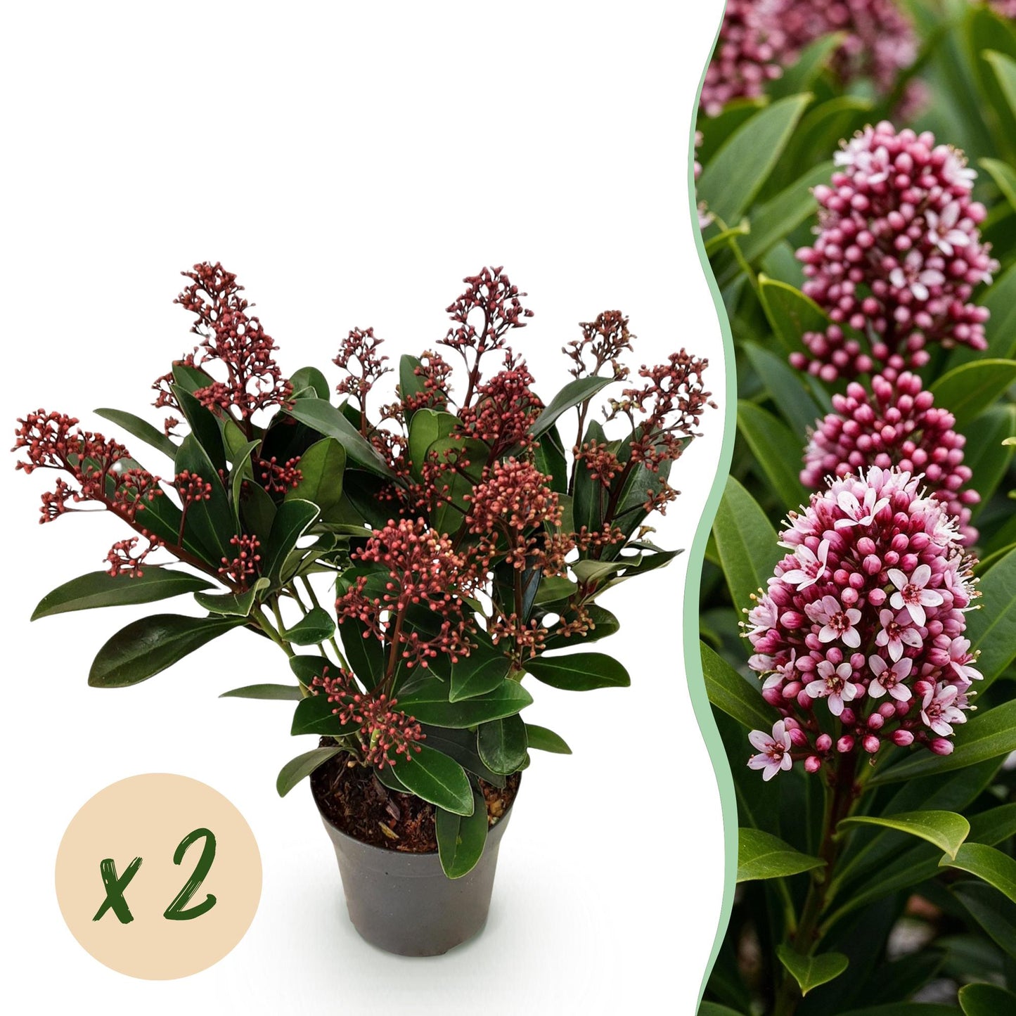 GreenboutiQ - Terrassenpflanze - Skimmia japonica Rubella - Blüte Rot - 10+ Blumen - 2 Pflanzen - Winterhart - Topf 10,5cm Höhe 25cm