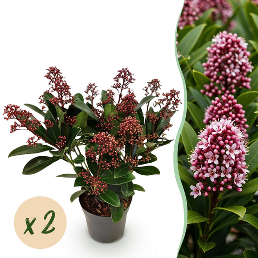 GreenboutiQ - Terrassenpflanze - Skimmia japonica Rubella - Blüte Rot - 10+ Blumen - 2 Pflanzen - Winterhart - Topf 10,5cm Höhe 25cm