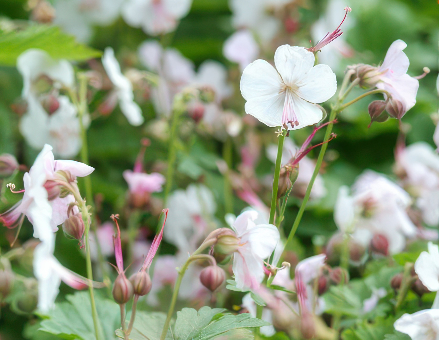 40x Geranium cant. 'Biokovo' - ↕10-25cm - Ø9cm