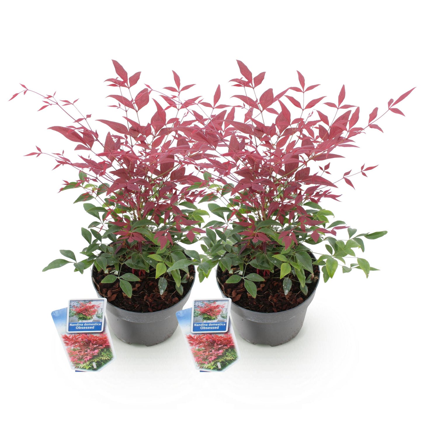 GreenboutiQ - Gartenpflanze - Nandina Obsessed - Rot - 2 Pflanzen - Immergrün - Wenig Pflege - Topf 17cm Höhe 45cm