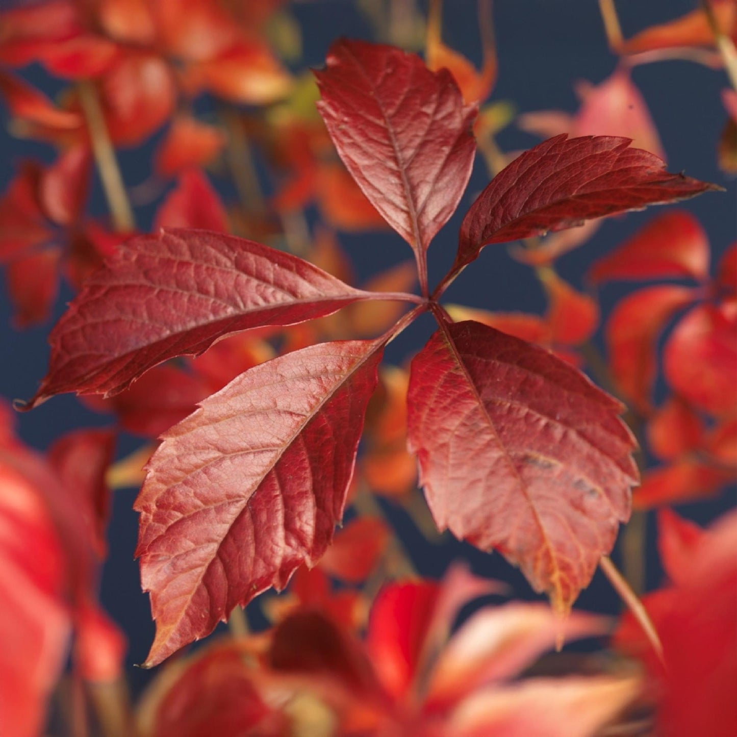 GreenboutiQ - Wilde Wein - Parthenocissus Engelmannii - Blatt Grün später Rot - Wenig Pflege - 2 Pflanzen - Topf 11cm Höhe 40cm