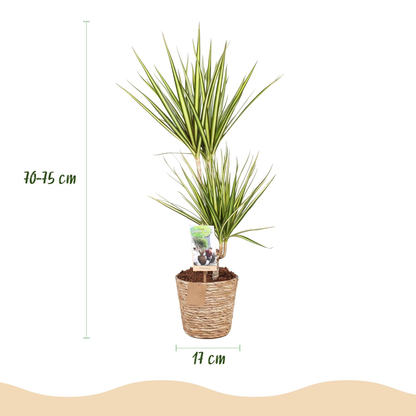 Green boutiQ - Zimmerpflanzen - Dracaena Sunray - Drachenbaum - Wenig Pflege - mit Korb - Grün - Gelb - 1 Pflanze - Topf 17cm - Höhe 70-75cm