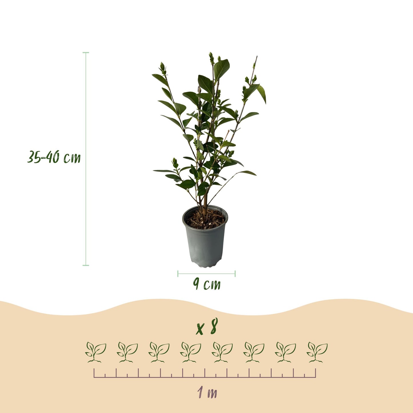 GreenboutiQ - Heckenpflanzen - Ligustrum ovalifolium - Blatt grün - 8 Pflanzen - 1 laufender Meter - immergrün - Topf 9cm Höhe 35-40cm