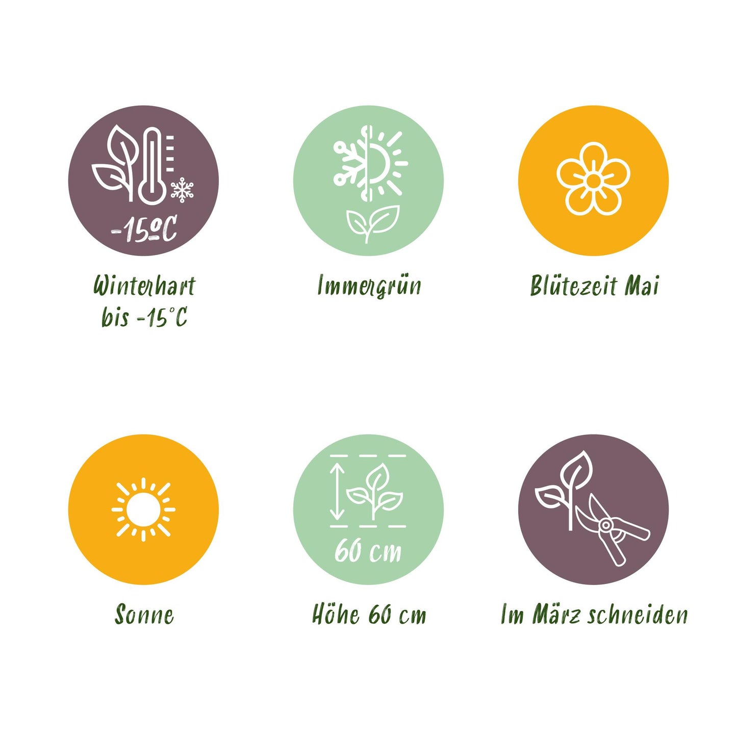 GreenboutiQ - Ziergräser - Carex oshimensis Everillo - Gelb - 2 Pflanzen - Immergrün - Wenig Pflege - Topf 17cm Höhe 50cm