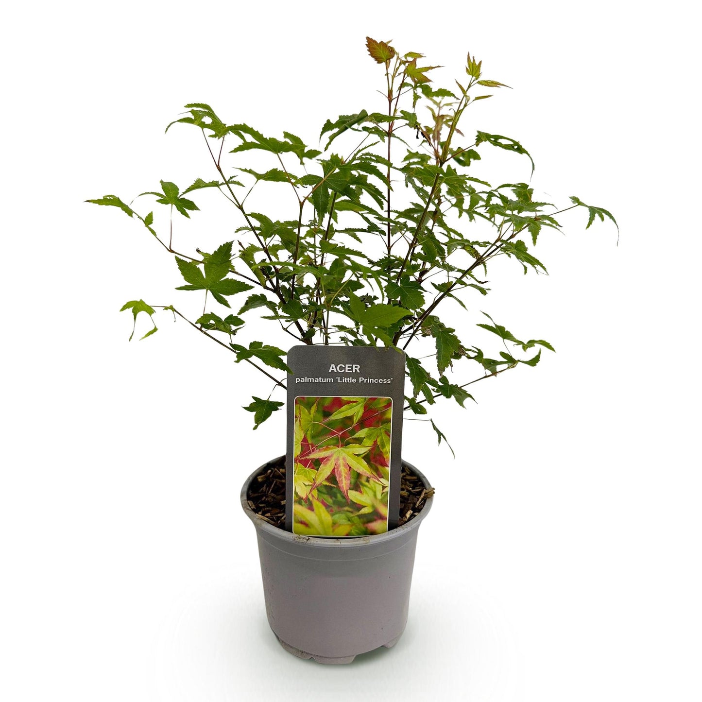 GreenboutiQ - Gartenpflanze - Acer palmatum Little Princess - Grün - 1 Pflanze - Laubabwerfend - Wenig Pflege - Topf 12cm Höhe 35cm