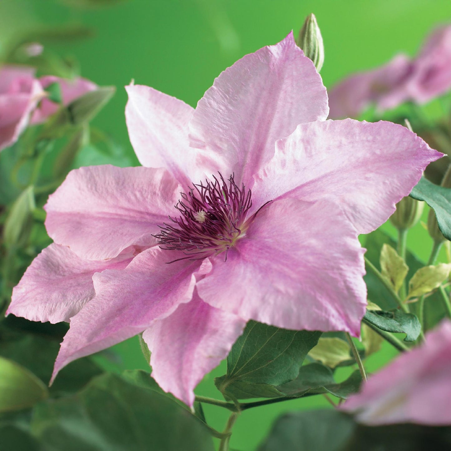 GreenboutiQ - Kletterpflanze - Clematis Pink Fantasy - Blüte Rosa - Wenig Pflege - 2 Pflanzen - Topf 11cm Höhe 40cm
