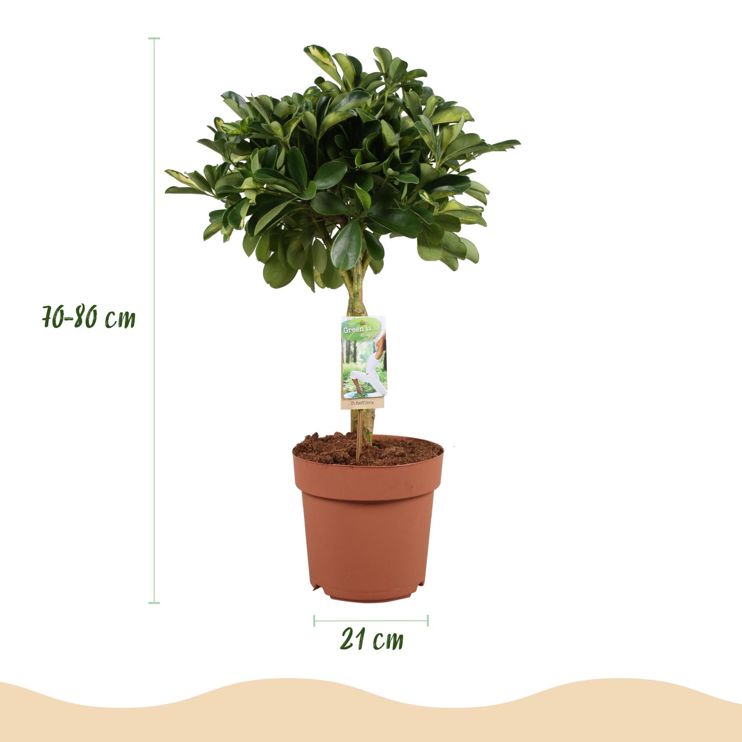 Green boutiQ - Zimmerpflanzen - Schefflera Gold Capelle - Fingerbaum - Wenig Pflege - Grün - Gold - 1 Pflanze - Topf 21cm - Höhe 70-81cm