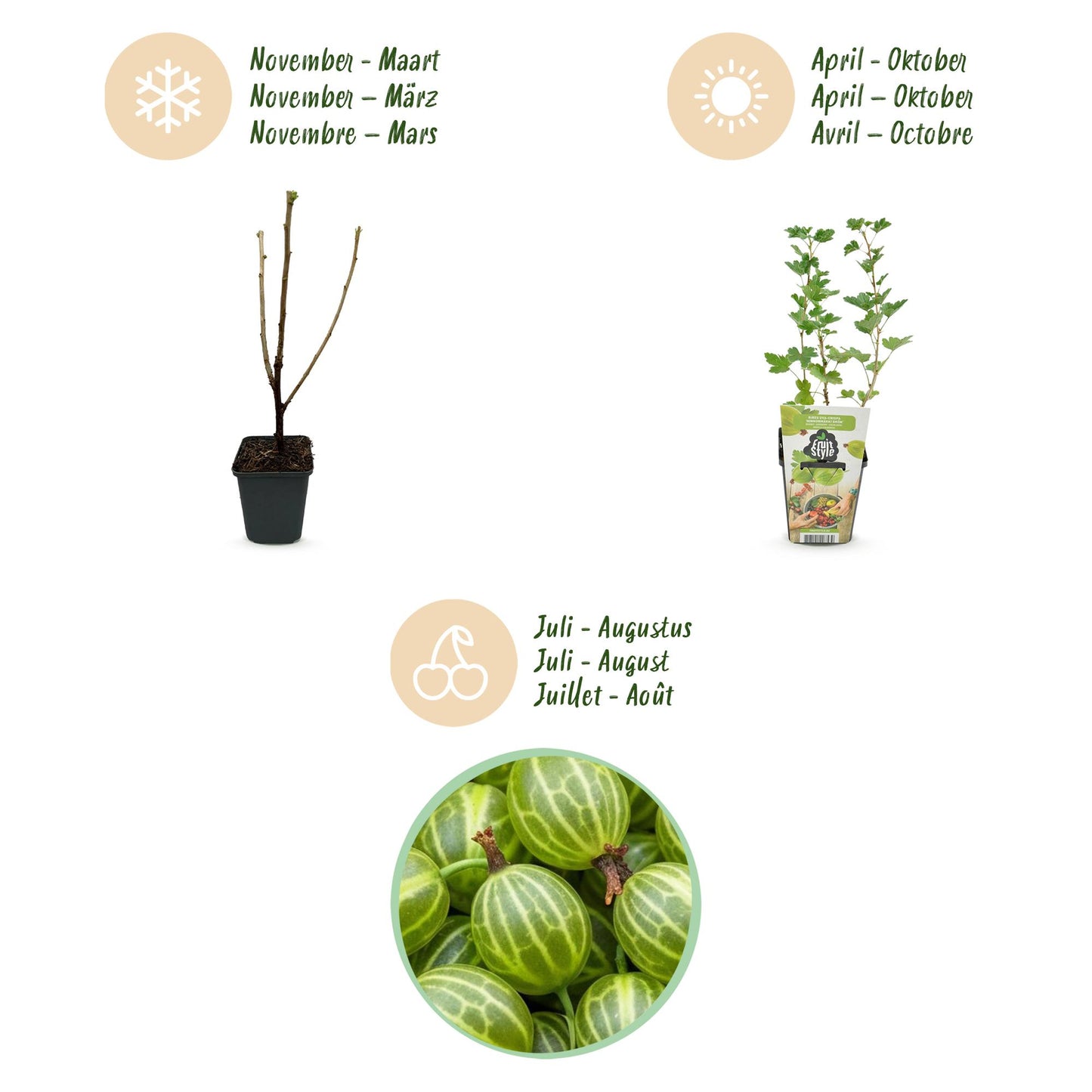 GreenboutiQ - Obstpflanzen - Stachelbeere - Ribes uva-crispa Hinnonmaki Grun - Winterhart - 6 Pflanzen - Topf 9 cm - Grüne Beere