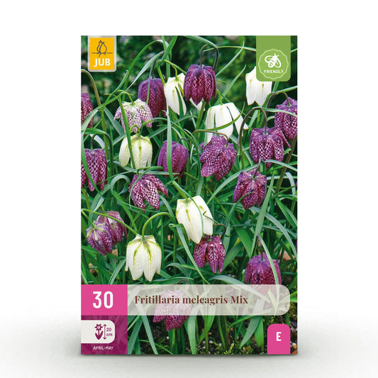 GreenboutiQ - Blumenzwiebeln - Fritillaria Meleagris Mix - Farbe Lila und Weiß - 30 Stück - Zwiebelgröße 6/7 - XXL Pack