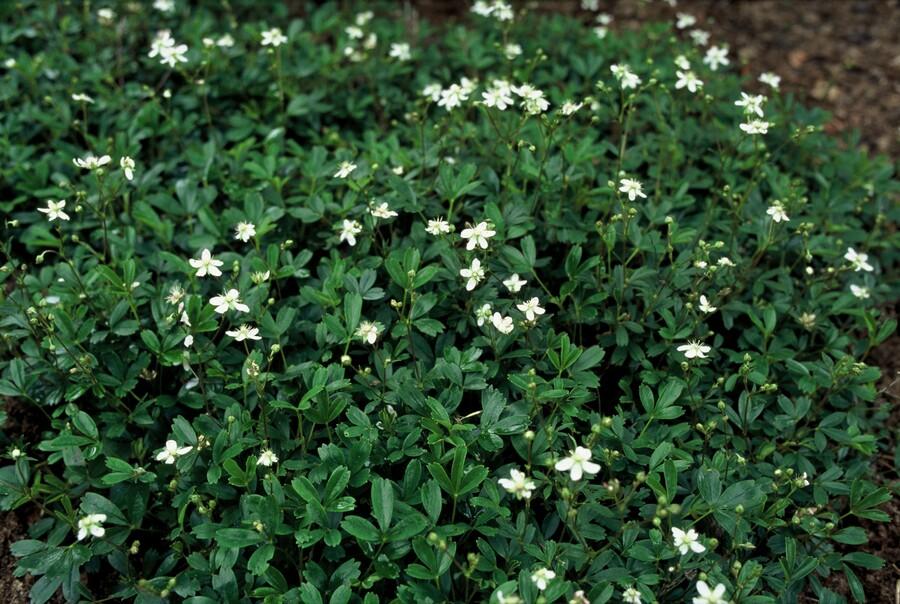 60x Potentilla tridentata 'Nuuk' - ↕10-25cm - Ø9cm