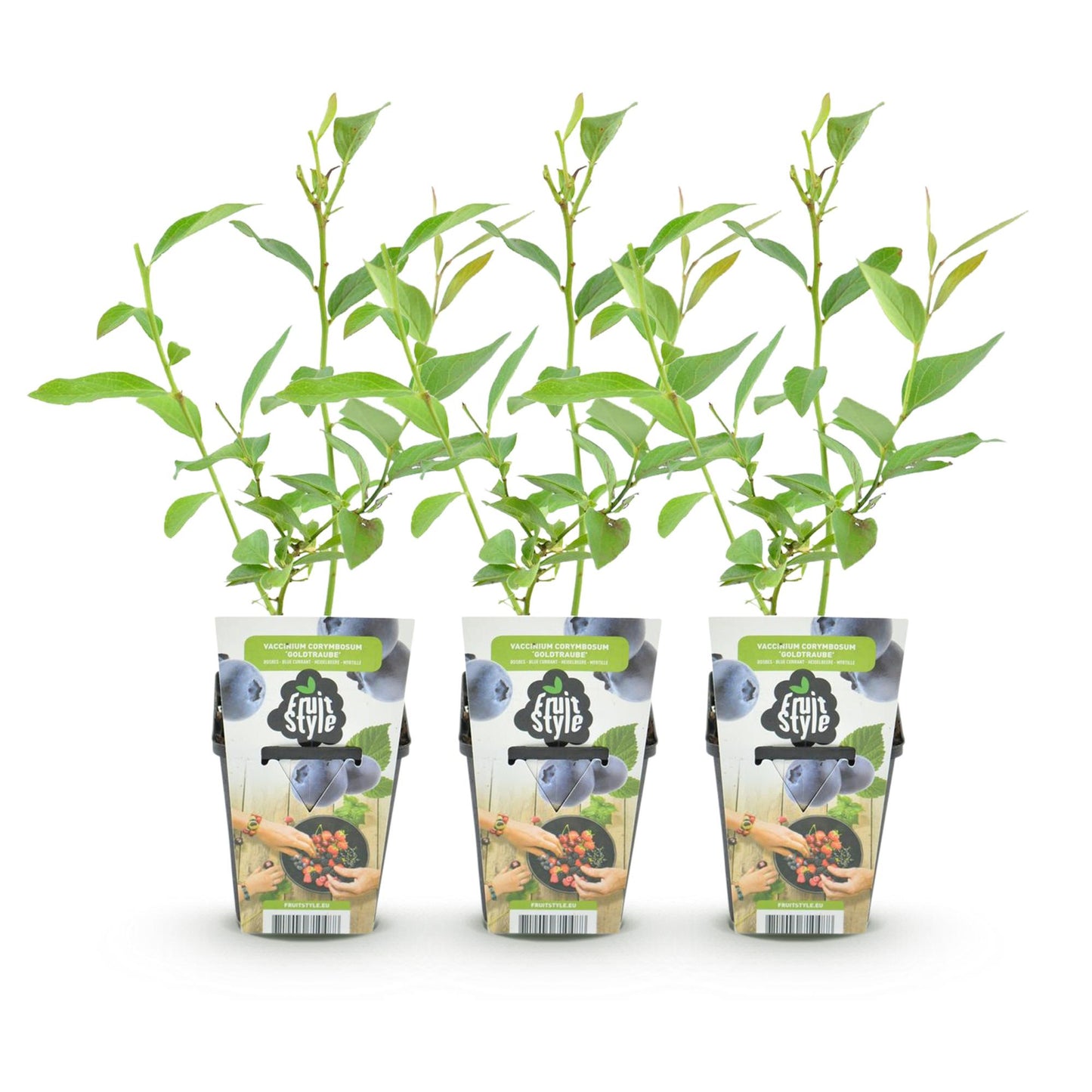 GreenboutiQ - Obstpflanzen - Blaubeere - Vaccinium corymbossum Goldtraube - Winterhart - 3 Pflanzen - Topf 9 cm - Blaubeere