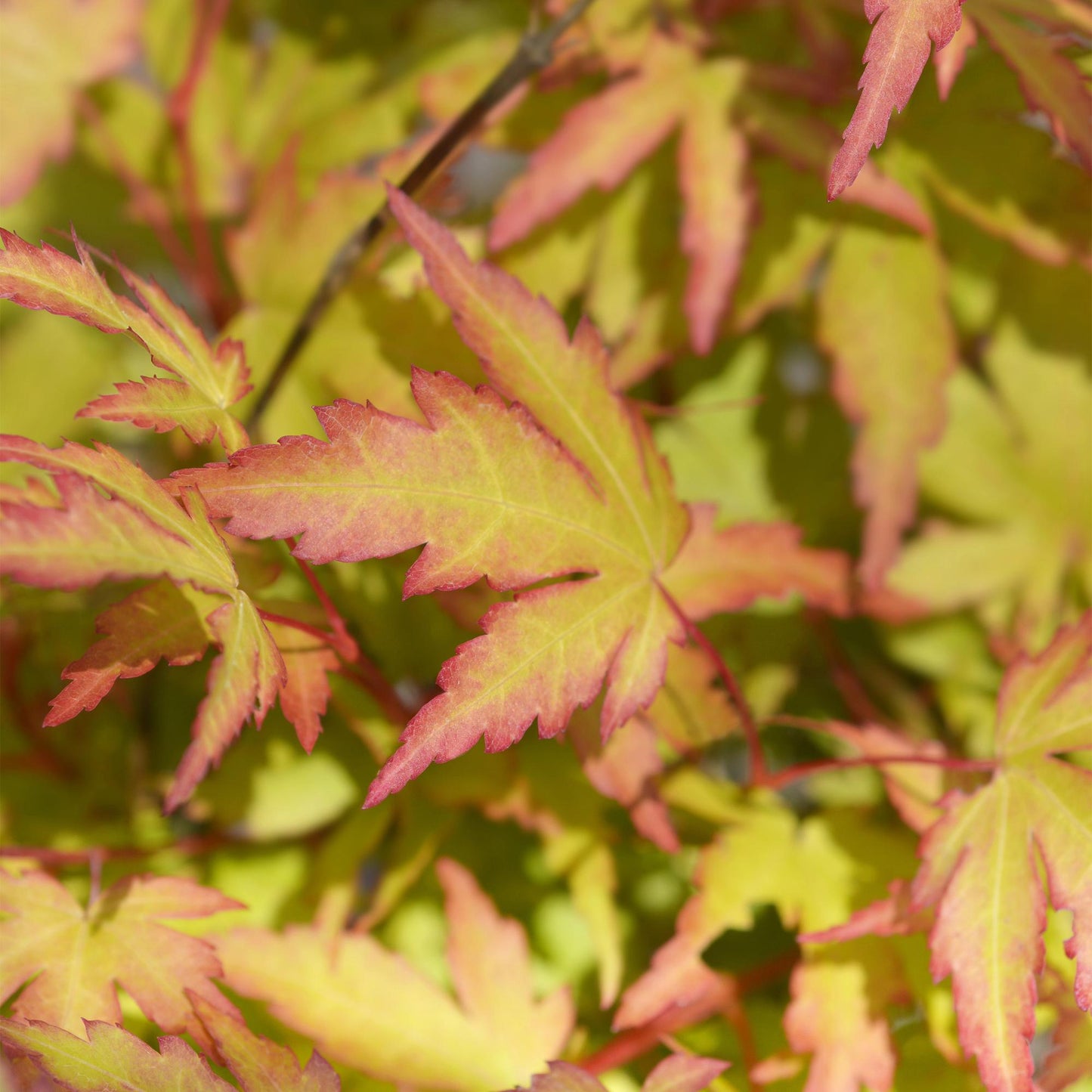 GreenboutiQ - Gartenpflanze - Acer palmatum Sangokaku - Grün - 1 Pflanze - Laubabwerfend - Wenig Pflege - Topf 12cm Höhe 35cm