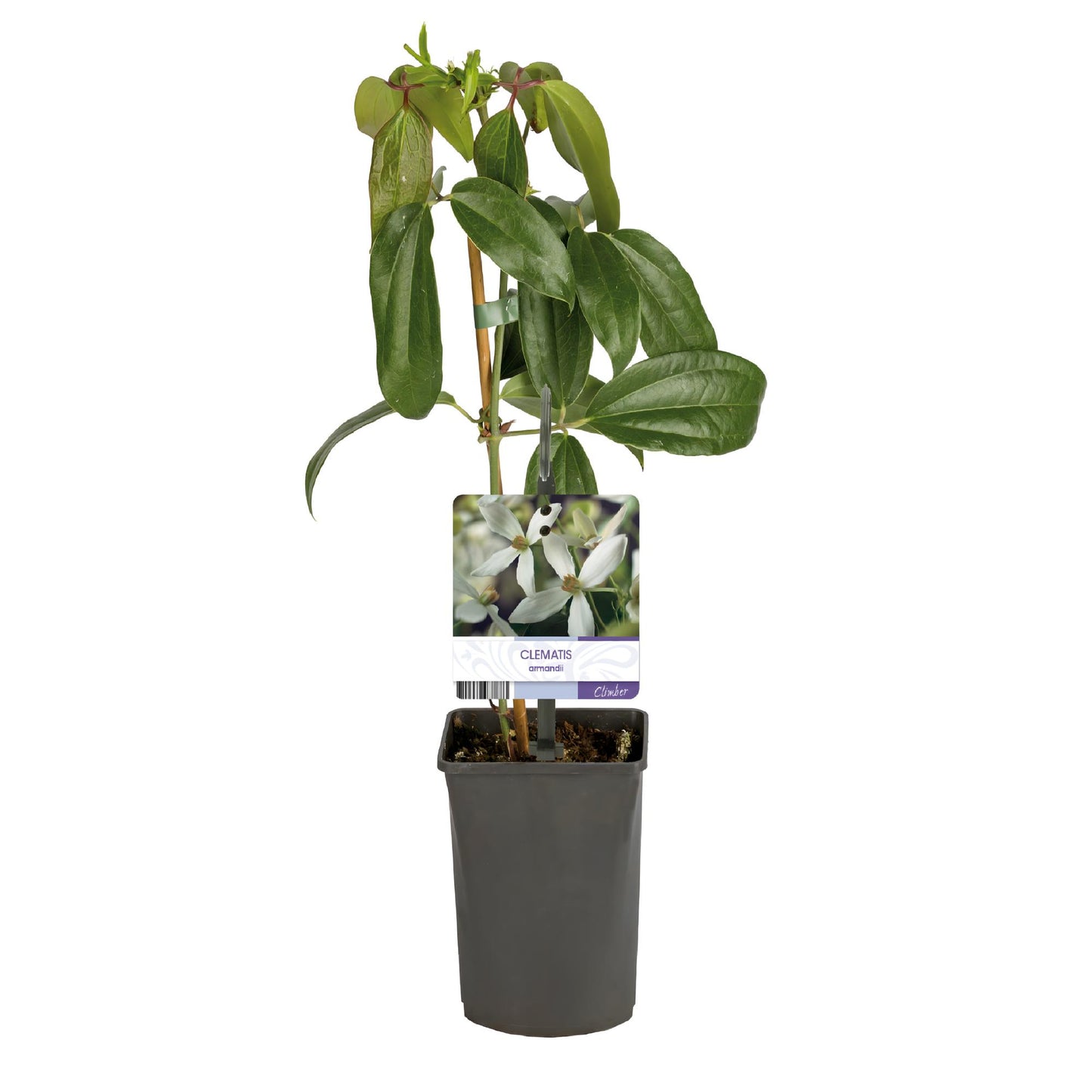 GreenboutiQ - Kletterpflanze - Clematis armandii - Blüte Weiß - Immergrün - Wenig Pflege - 1 Pflanze Topf 11cm Höhe 40cm