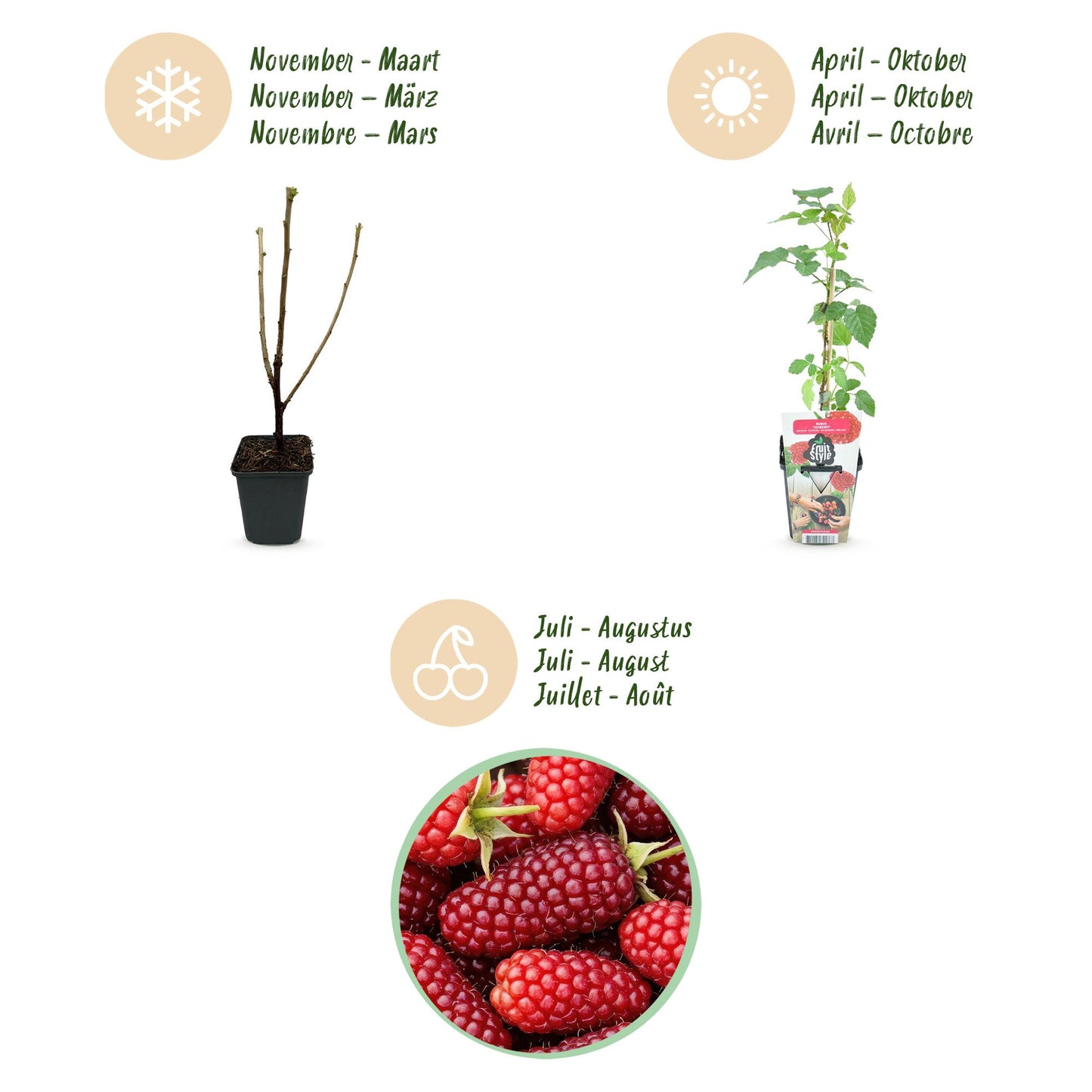 GreenboutiQ - Obstpflanzen - Taybes - Rubus Tayberry - Winterhart - 6 Pflanzen - Topf 9 cm - Rote Johannisbeere