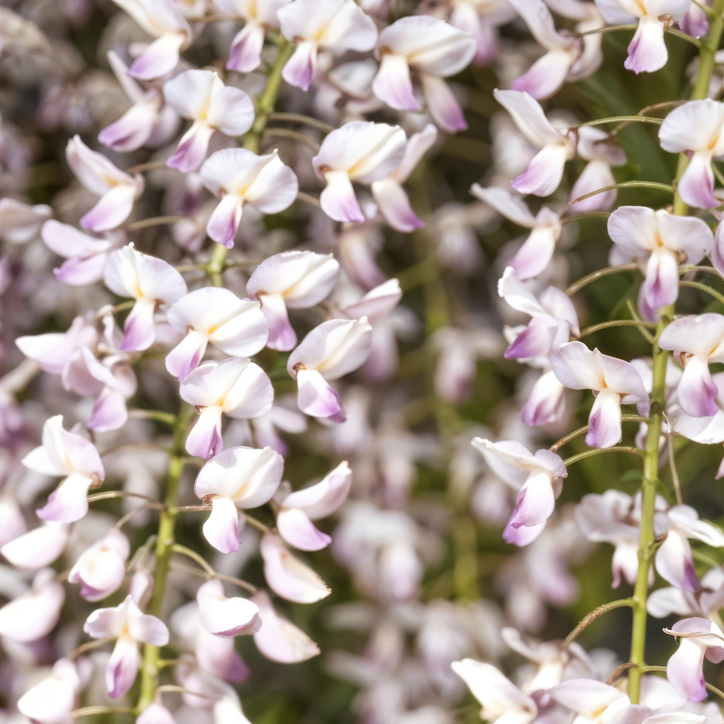 GreenboutiQ - Blauregen - Wisteria floribunda Rosea - Blüte rosa - 1 Pflanze - Topf 11cm Höhe 40cm