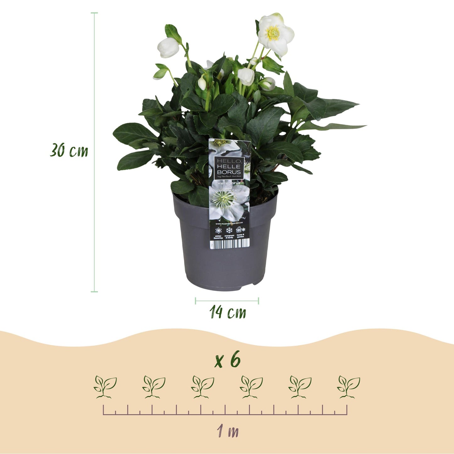 GreenboutiQ - Gartenpflanze - Weihnachtsrose - Helleborus Christmas Carol - Weiße Blüte - 1 Pflanze - Immergrün - Topf 14cm Höhe 30cm