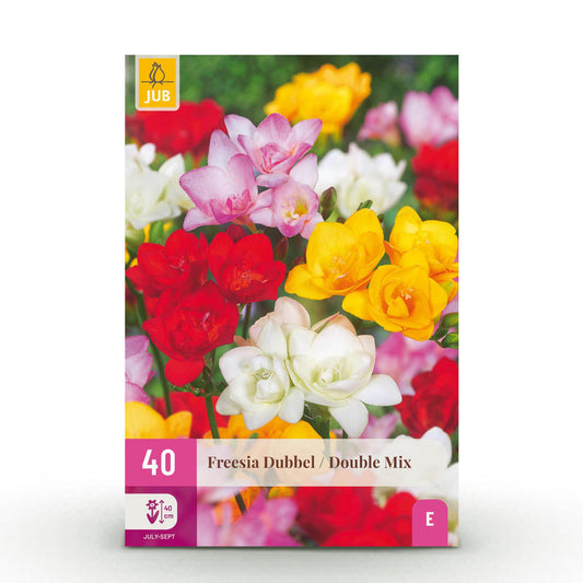GreenboutiQ - Blumenzwiebeln - Freesia Double Mix - Verschiedene Farben - 40 Stück - Zwiebelgröße 5/6 - XXL Pack