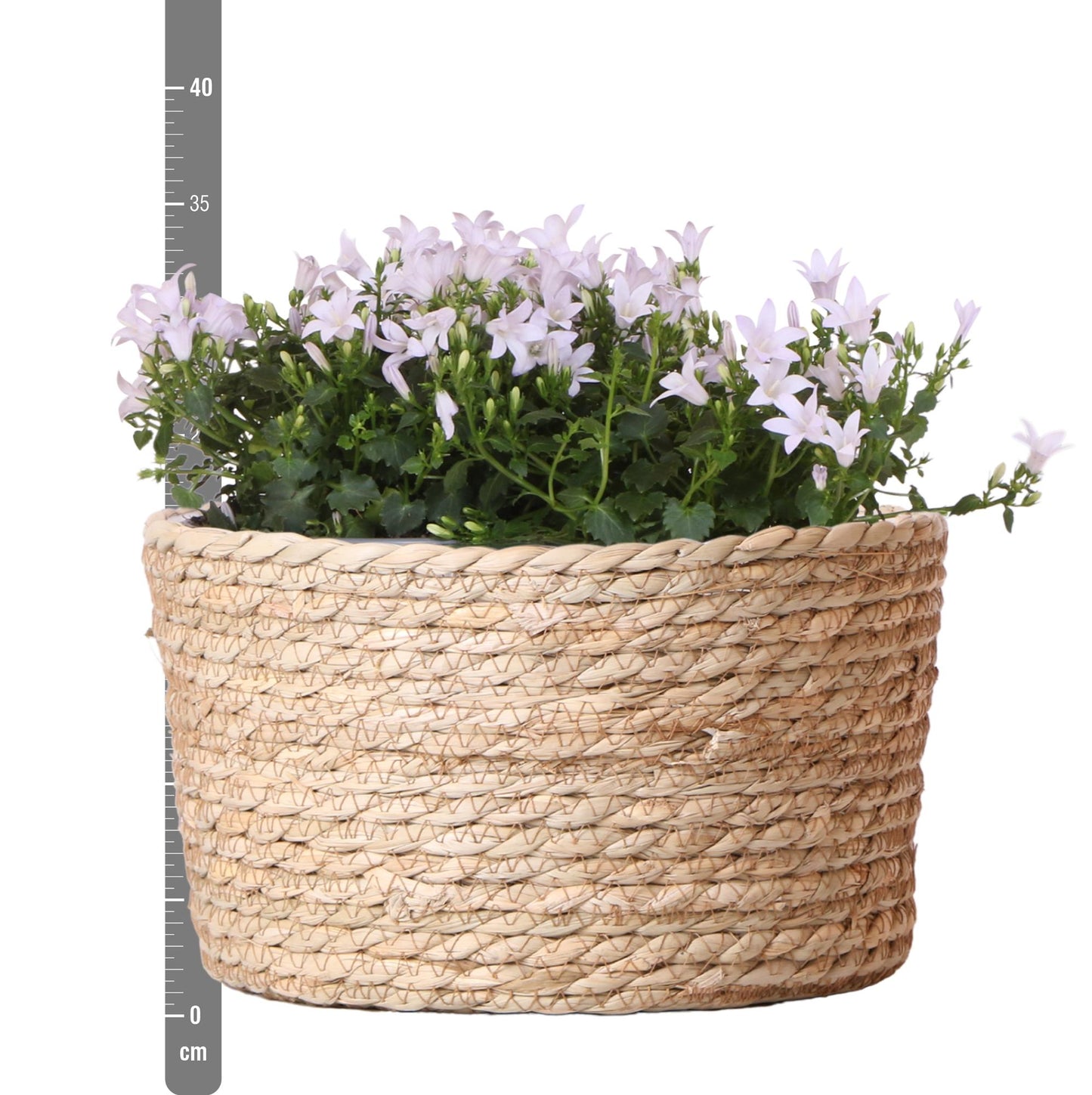 Campanula Addenda Ambella weiß - Weidenschale mit Campanula mit Bewässerungssystem - 3 Stück - Glockenblume weiß - Topfgröße 12cm - indoor & outdoor