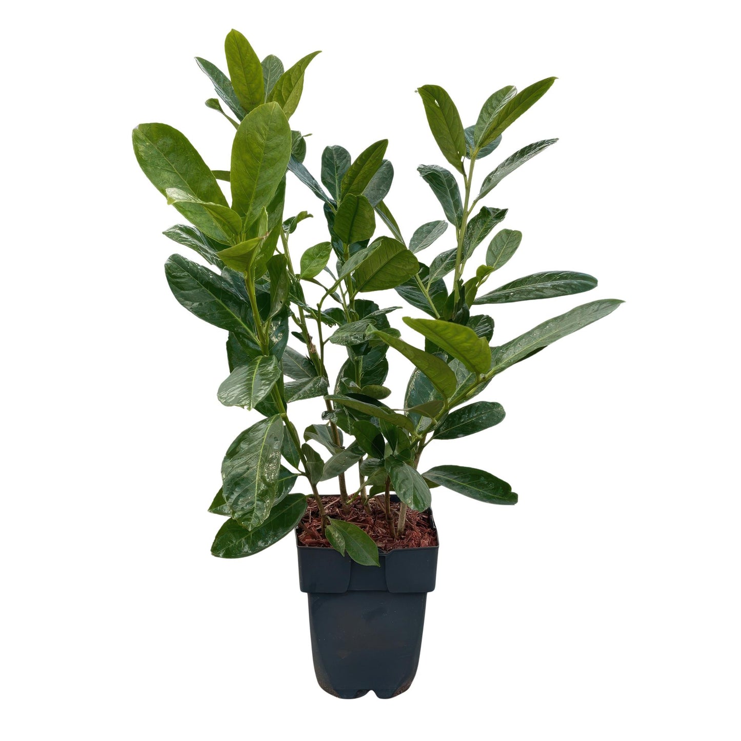 GreenboutiQ - Heckenpflanzen - Prunus laurocerasus Rotundifolia - Blatt grün - 6 Pflanzen - 1 laufender Meter - immergrün - Topf 17cm Höhe 50cm