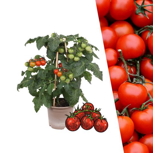 Gemüse pflücken Kirschtomate - Ø 14 cm - ↨ 45 cm