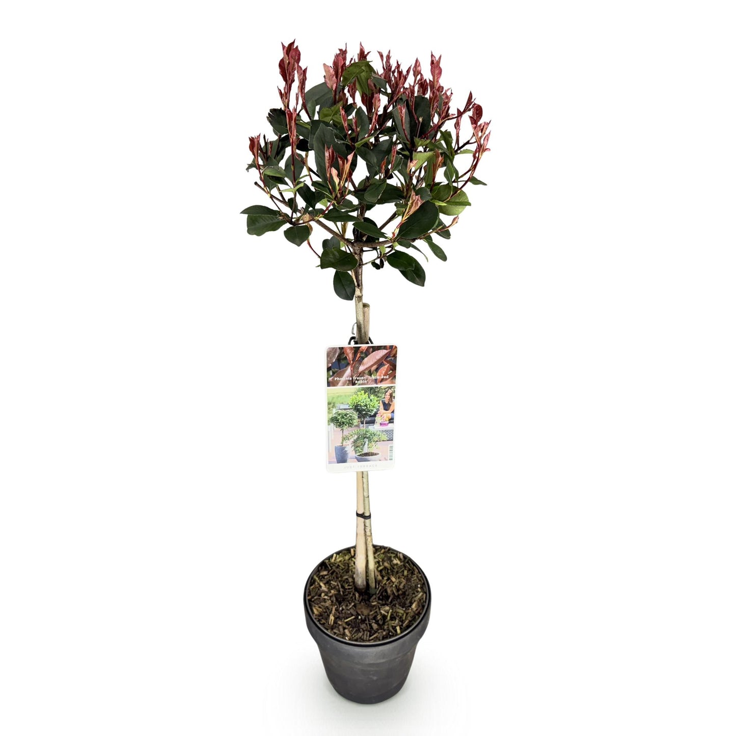 GreenboutiQ - Stamm Pflanze - Photinia fraseri Little Red Robin - Terrassenpflanze - Immergrün - Winterhart - Grün-Rotes Blatt - Topf 19cm Höhe 90cm