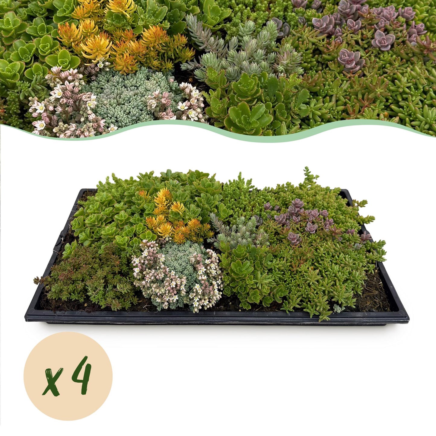 GreenboutiQ - Bodendecker - Winterhart - Sedummatte - Besteht aus 10 Sorten - X4 - Wenig Pflege - Länge 50cm Breite 30cm