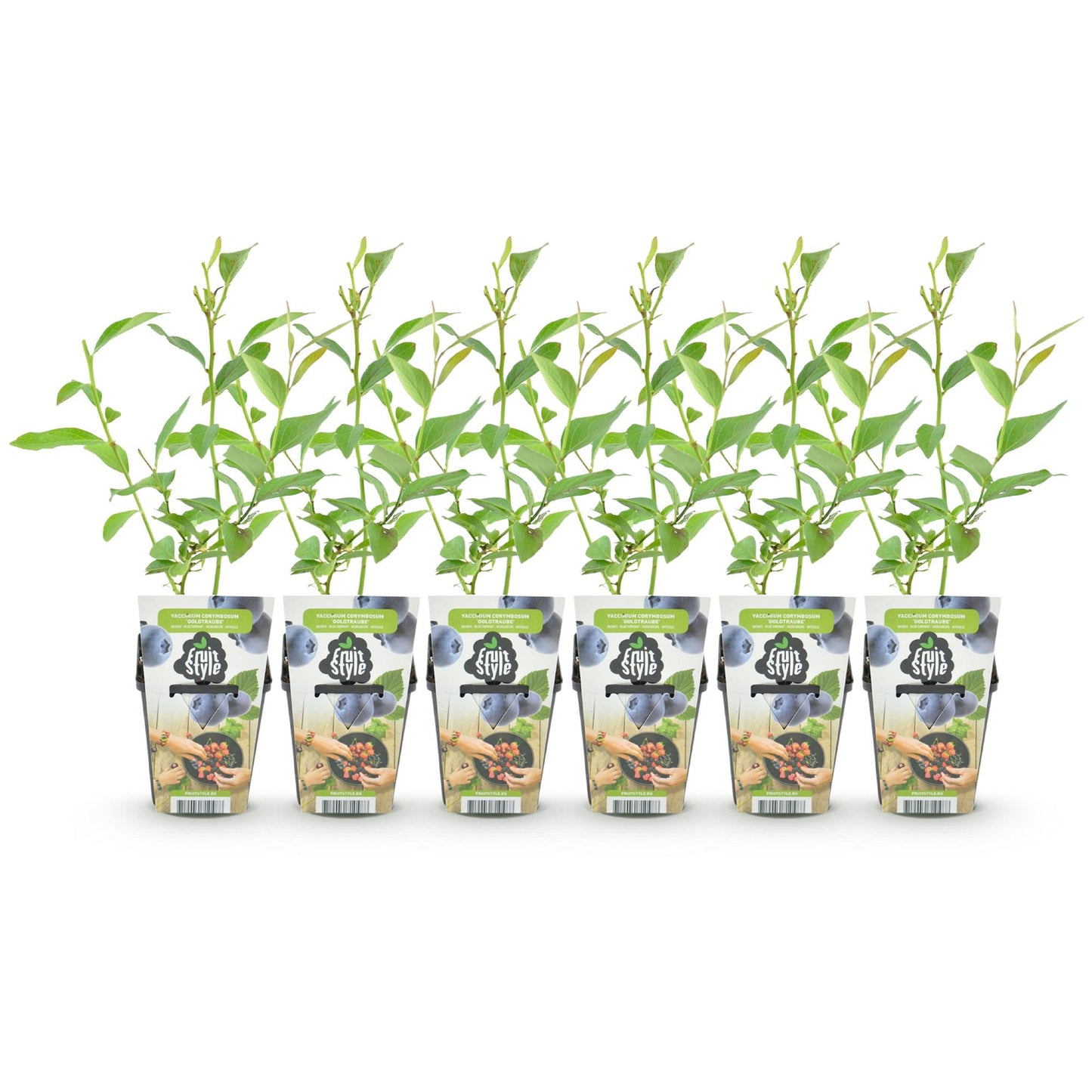 GreenboutiQ - Obstpflanzen - Blaubeere - Vaccinium corymbossum Goldtraube - Winterhart - 6 Pflanzen - Topf 9 cm - Blaubeere