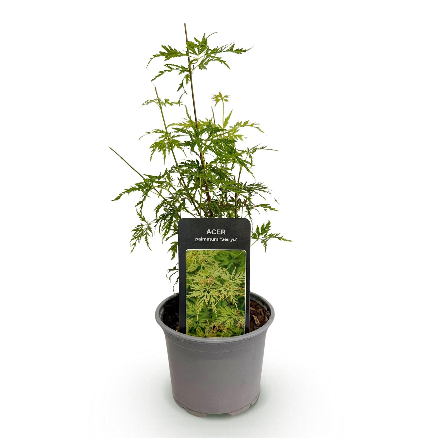 GreenboutiQ - Gartenpflanze - Acer palmatum Seiryu - Grün 1 Pflanze - Laubabwerfend - Wenig Pflege - Topf 12cm Höhe 35cm