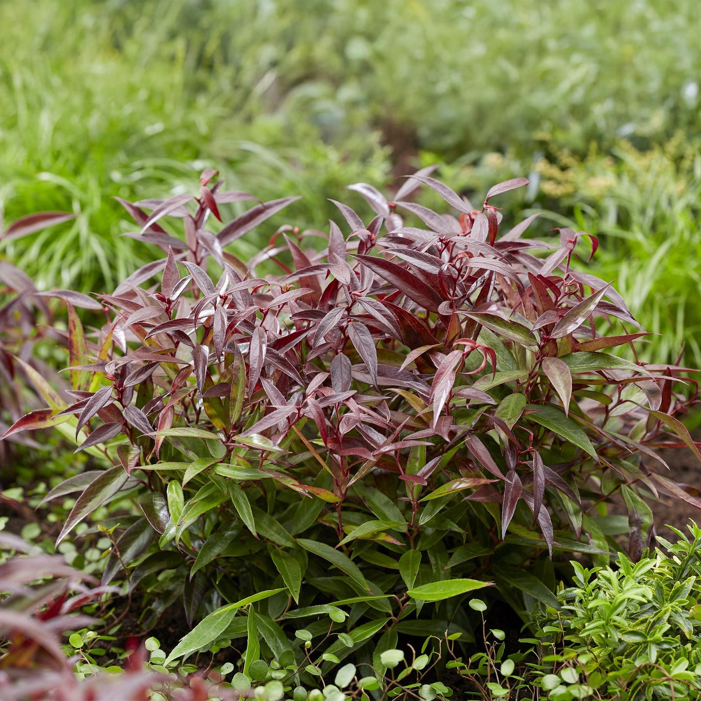 GreenboutiQ - Gartenpflanze - Leucothoe Burning Love - Rot - 2 Pflanzen - Immergrün - Wenig Pflege - Topf 17cm Höhe 45cm