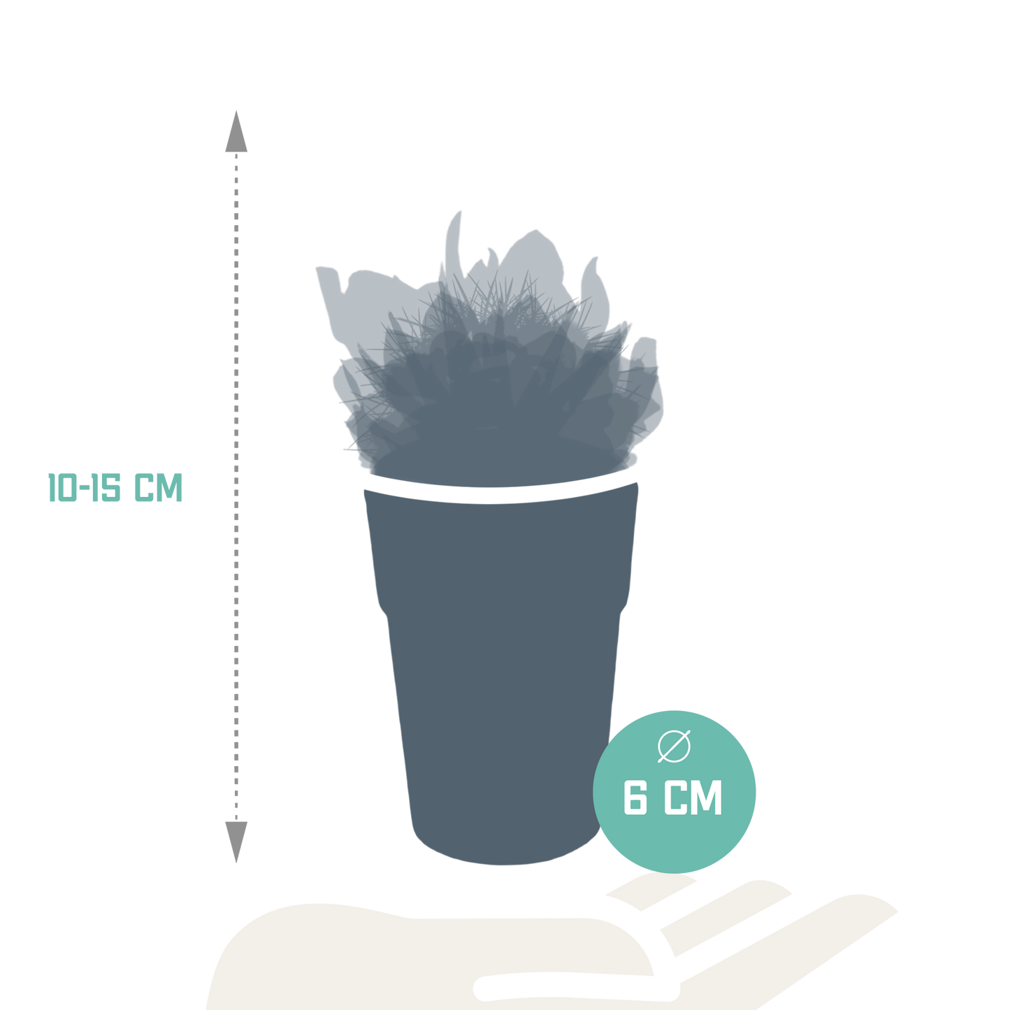 Cactus en vetplanten Mischung 5,5 cm | 15 stück - in gekleurde plasticpot