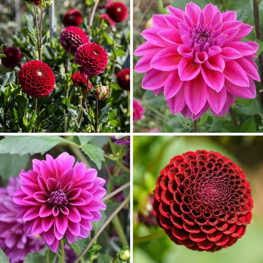 Flowerbulbs Amsterdam - Mix Gerards Lieblinge, Dahlien Natal & Dahlien Blue Bell, 2 Stück