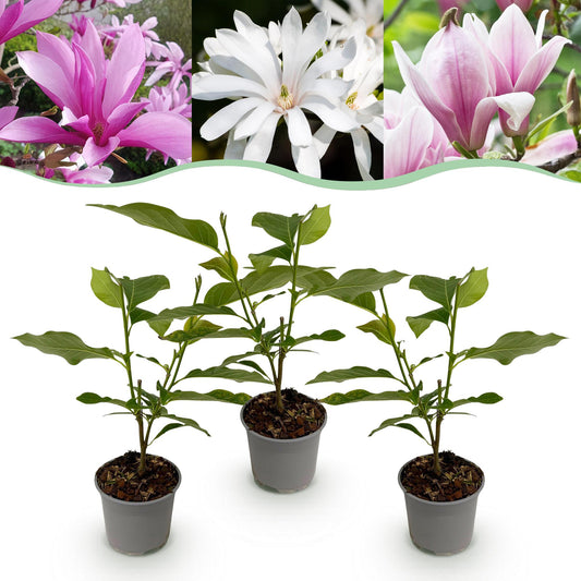 GreenboutiQ - Gartenpflanze - Magnolia Tricolour - Blüte Weiß-Rosa-Lila - 3 Pflanzen - Laubabwerfend - Wenig Pflege - Topf 12cm Höhe 30cm