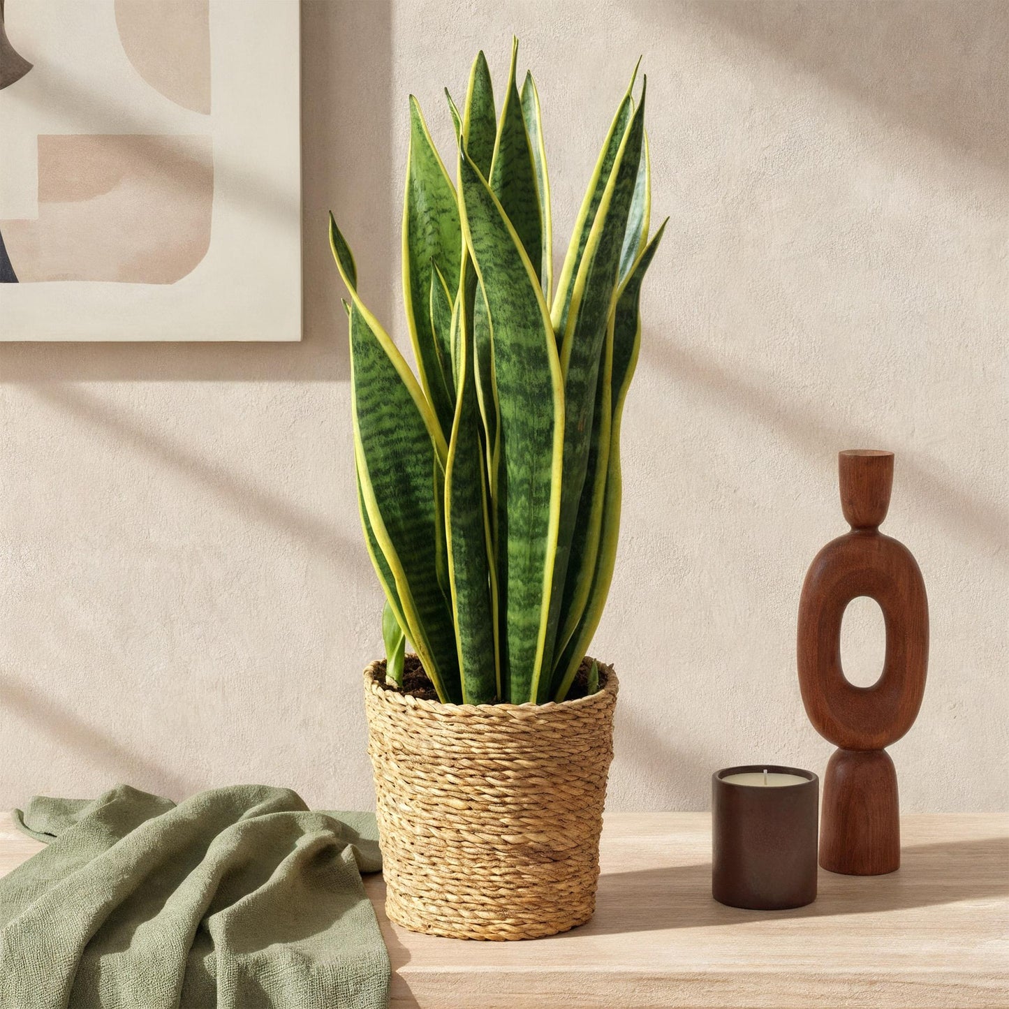 Green boutiQ - Zimmerpflanzen - Sanseveria Laurentii - Schwiegermutterzunge - Pflegeleicht - mit Korb - Grün - Gelb - 2 Pflanzen - Topf 17cm - Höhe 60-70cm