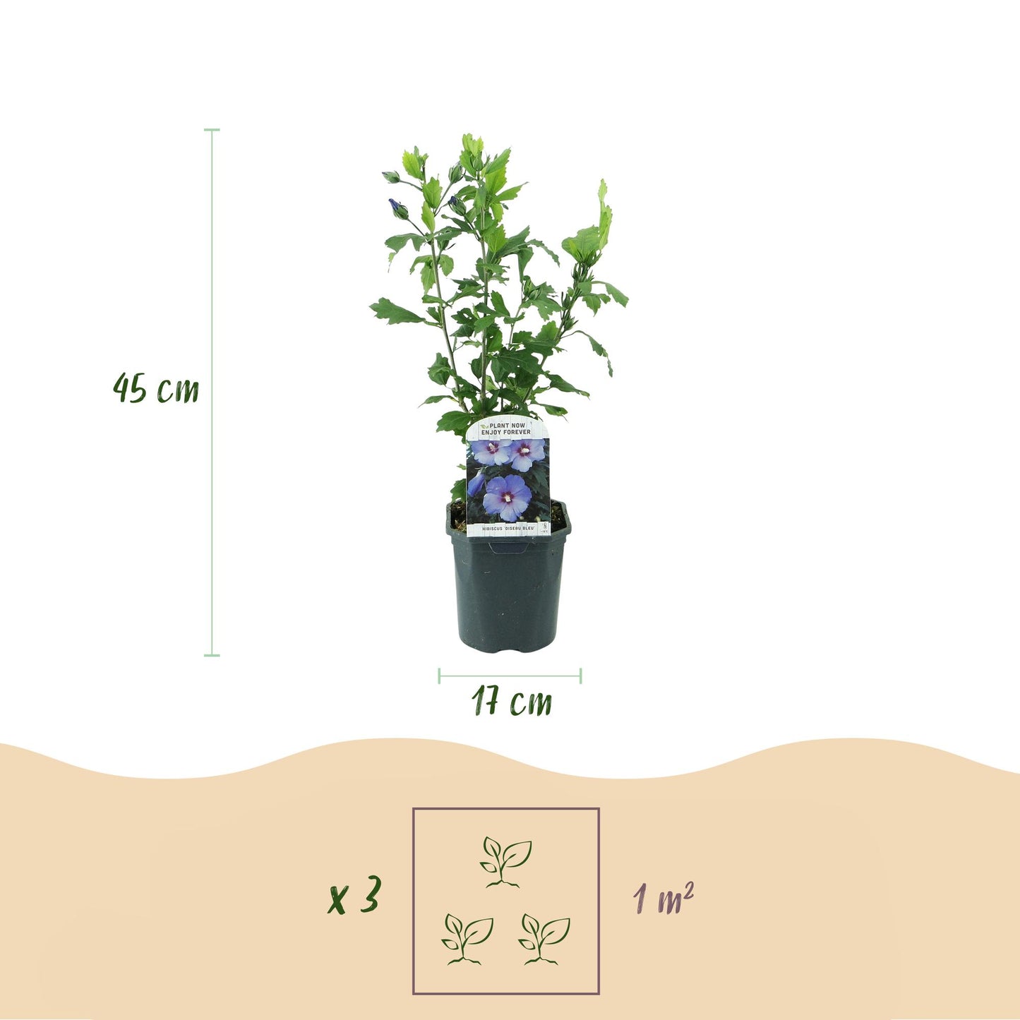 GreenboutiQ - Sträucher - Hibiscus syriacus Oiseau Blue - Blüte Blau - 1 Pflanze - Laubabwerfend - Wenig Pflege - Topf 17cm Höhe 45cm